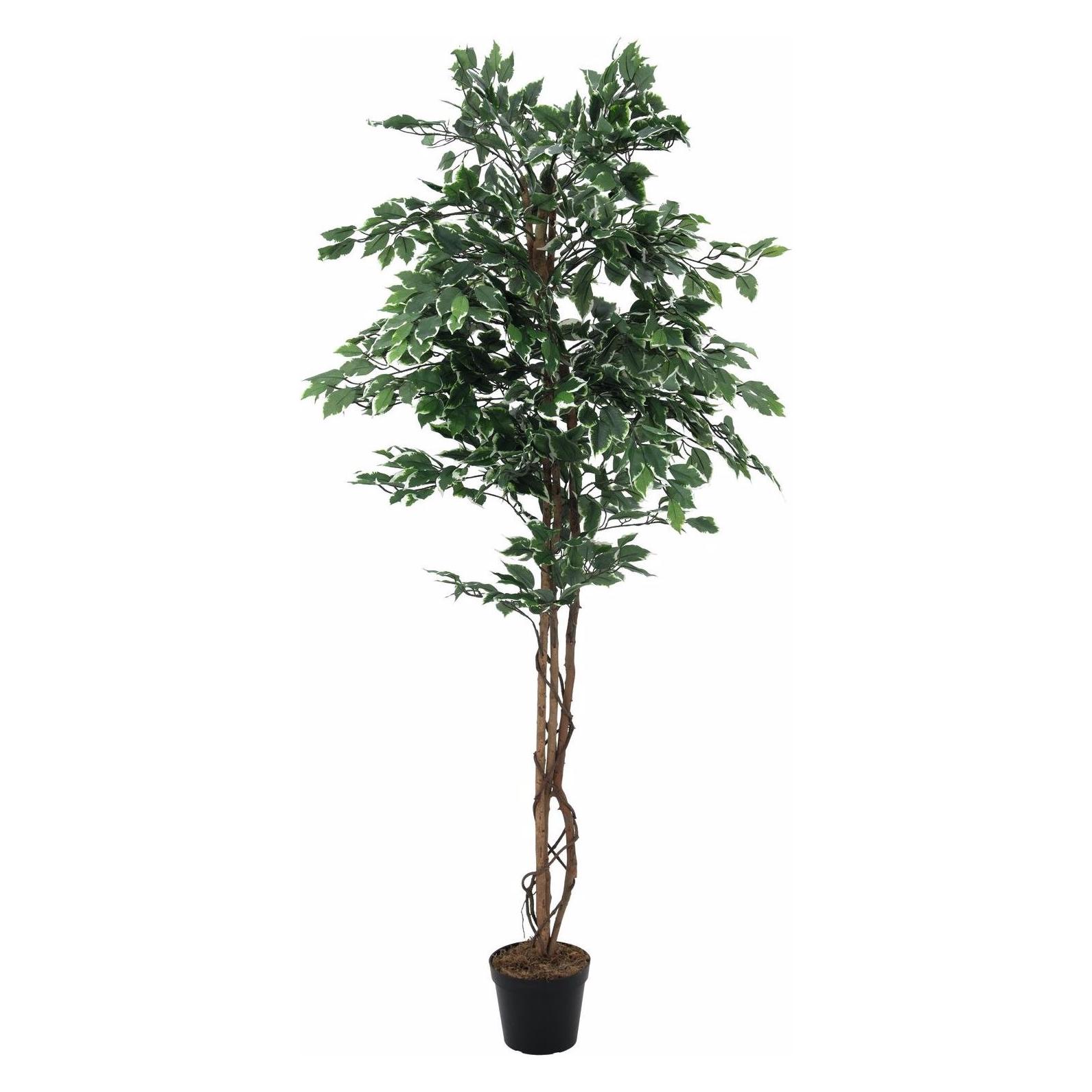 Europalms Silberficus-Benjamini, Kunstpflanze, 180cm (180 cm) (82506116)