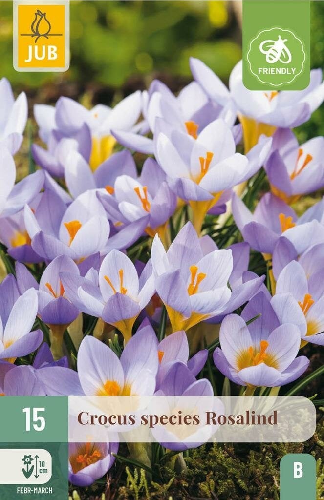 Jub Crocus Rosalind 15 bollen