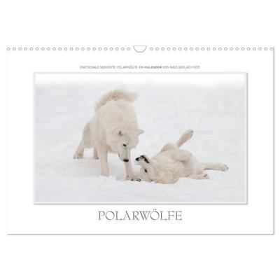 Emotionale Momente: Polarwölfe. / CH-Version (Wandkalender 2026 DIN A3 quer), CALVENDO Monatskalender
