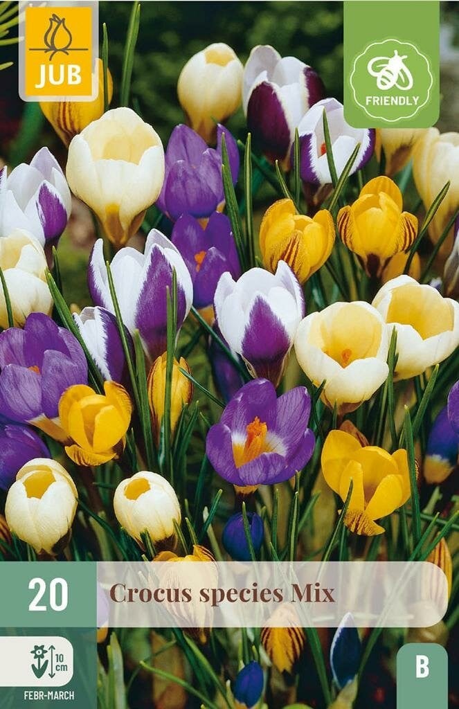 Jub Crocus species mix 20 bollen