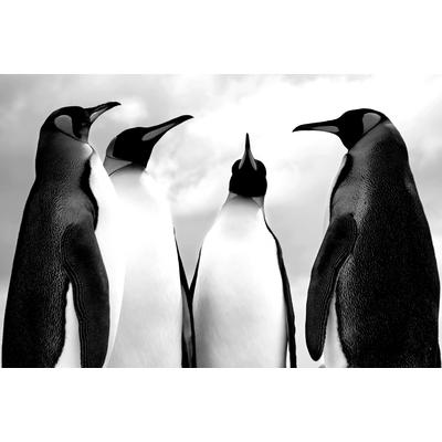 Fototapete PAPERMOON "Pinguin Schwarz & Weiß", schwarz (schwarz, weiß), B:3,5m L:2,6m, Vlies, Tapeten