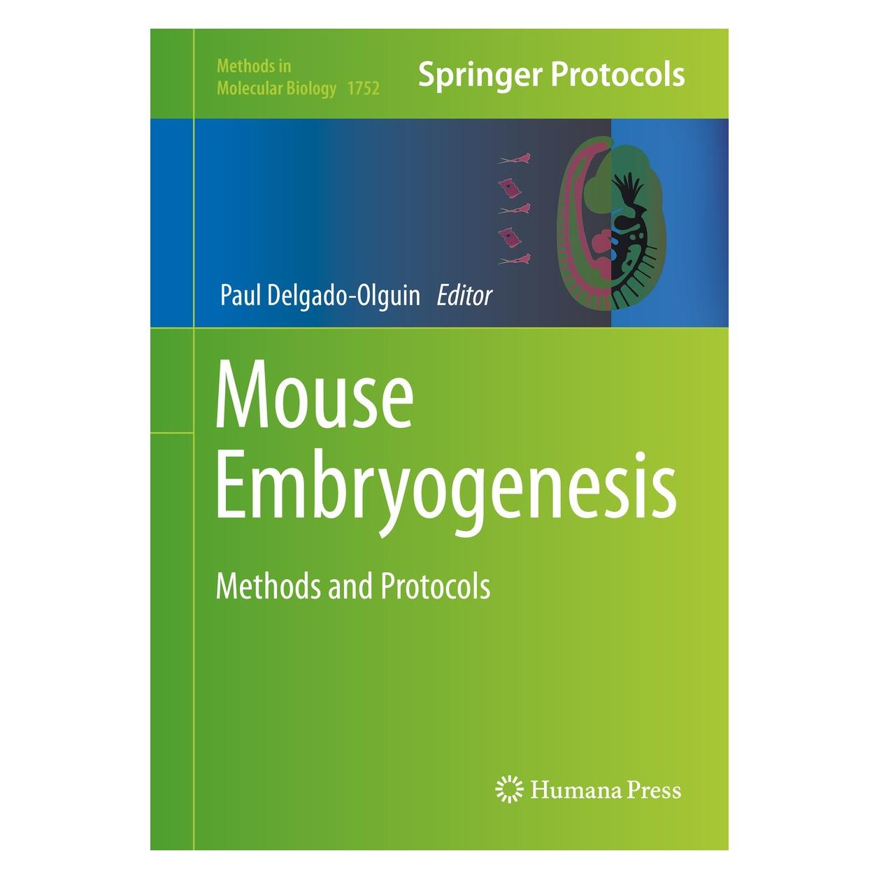 Springer Mouse Embryogenesis (Englisch, Hardcover, Paul Delgado-Olguin) (9781493977130)
