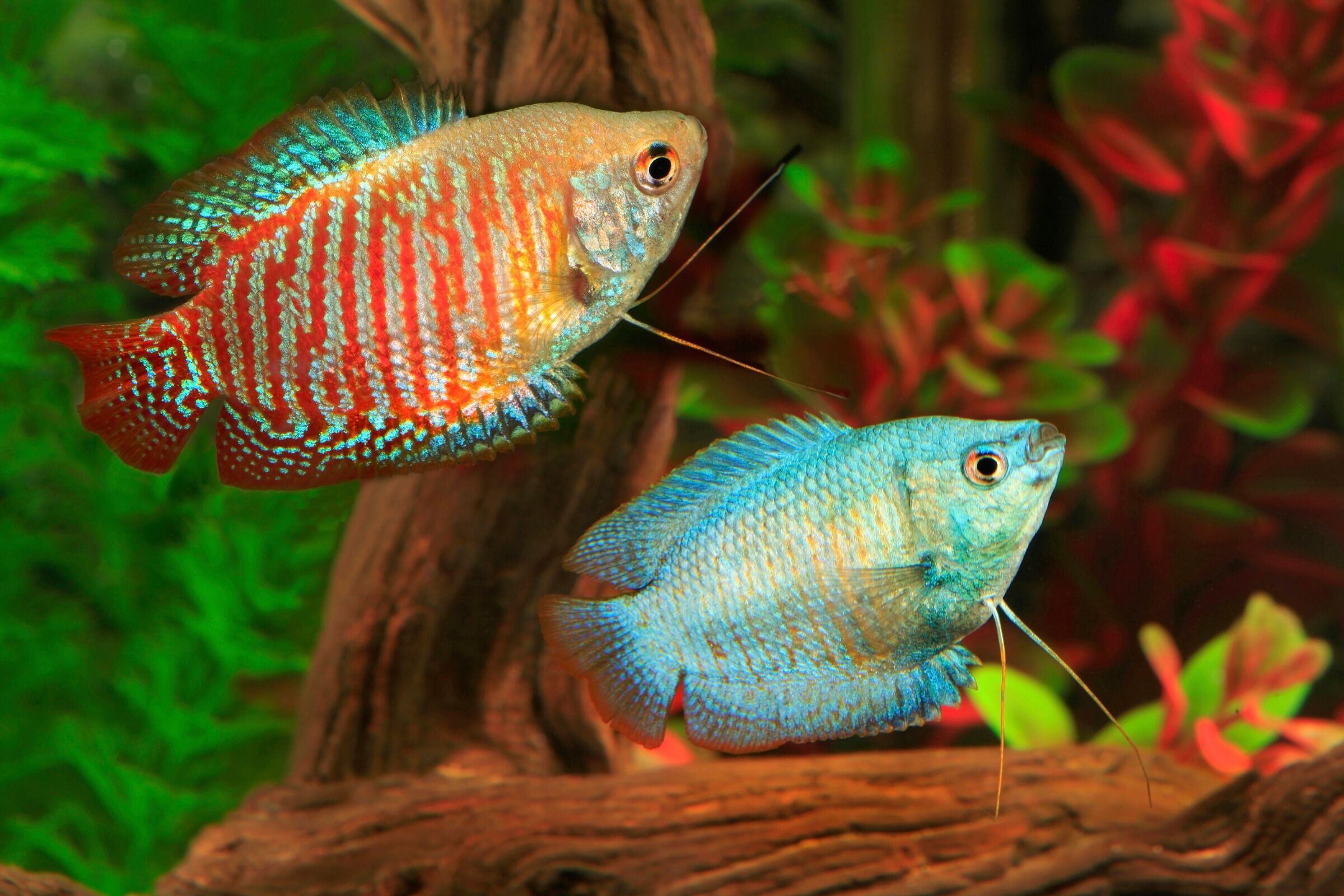 Fototapete PAPERMOON "UNTERWASSER-WELT-GOURAMI FISCHE KORALLE SEE MEER TIERE", bunt, B:1,5m L:1,11m, Vlies, Tapeten, Fototapete bunt B/L: 1,5m x 1,11m, Bahnen: 7 Stk.