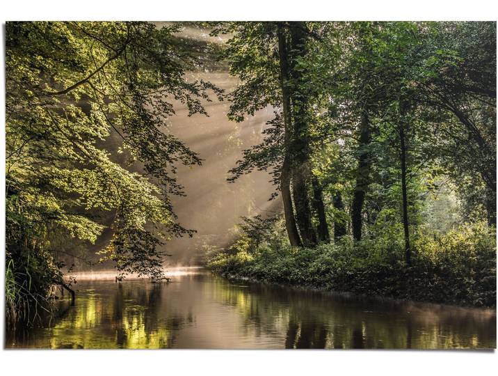 Poster REINDERS Lichtspiel am Waldsee , grün (farbe bild(er): grün), B:91,5cm H:61cm, Papier, Bilder, Poster