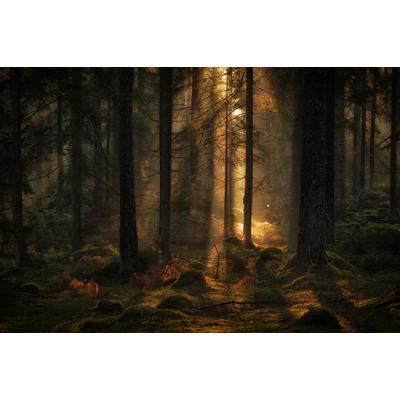 Fototapete PAPERMOON "Photo-Art ALLAN WALLBERG, DAS LICHT IM MÄRCHENWALD", bunt, B:4m L:2,6m, Vlies, Tapeten