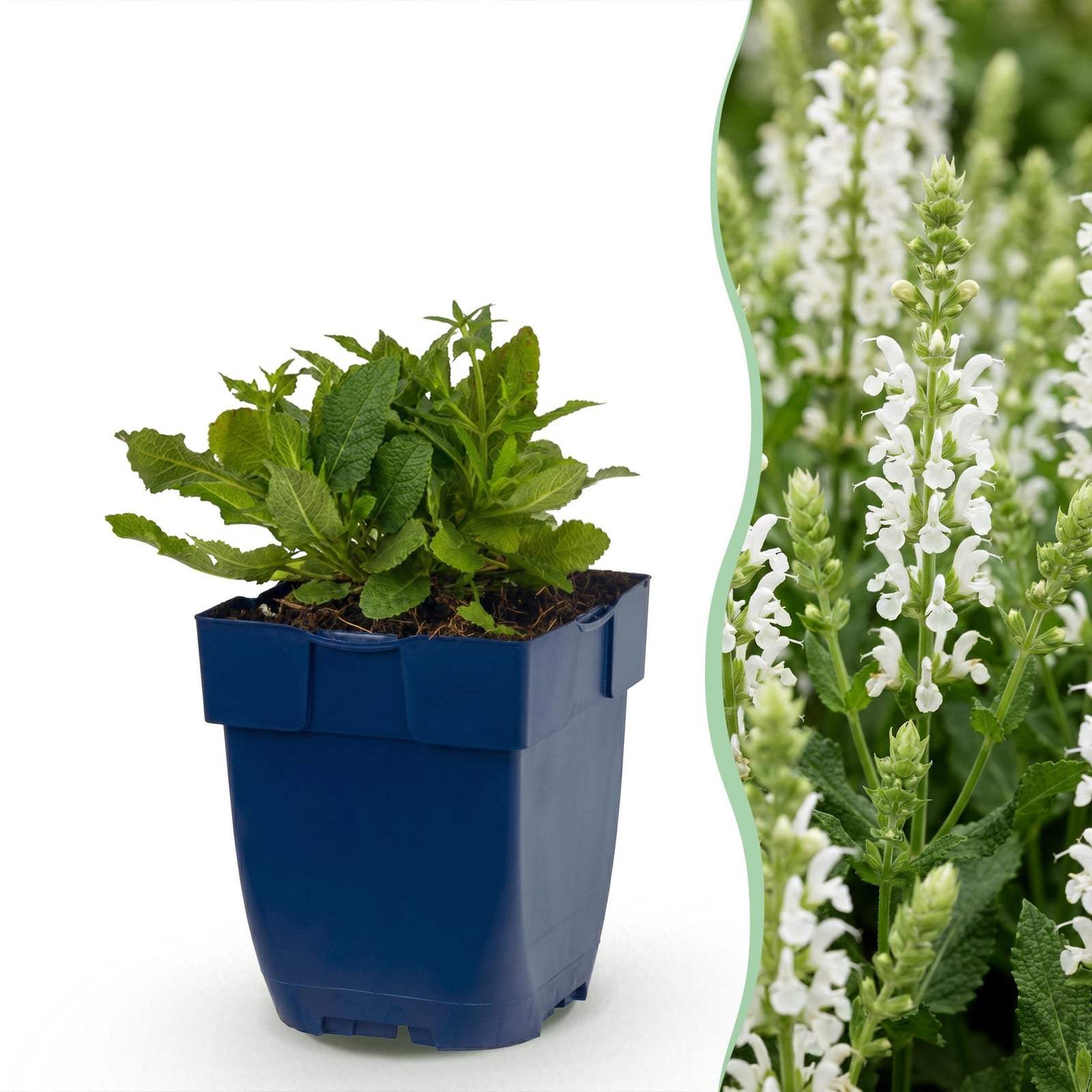 Salvia nem. Schneehügel Salie Wit Tuinplant voor Bijen en Vlinders van Pflanzenboutique Hoogte: 15-25 cm, Diameter: 11 cm