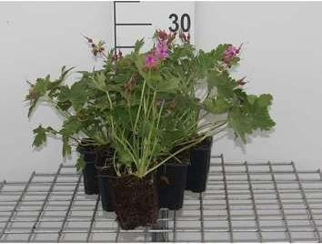 6 x Geranium macrorrhizum Bevan's Variety Storchensbek in pot, 9 x 9 cm