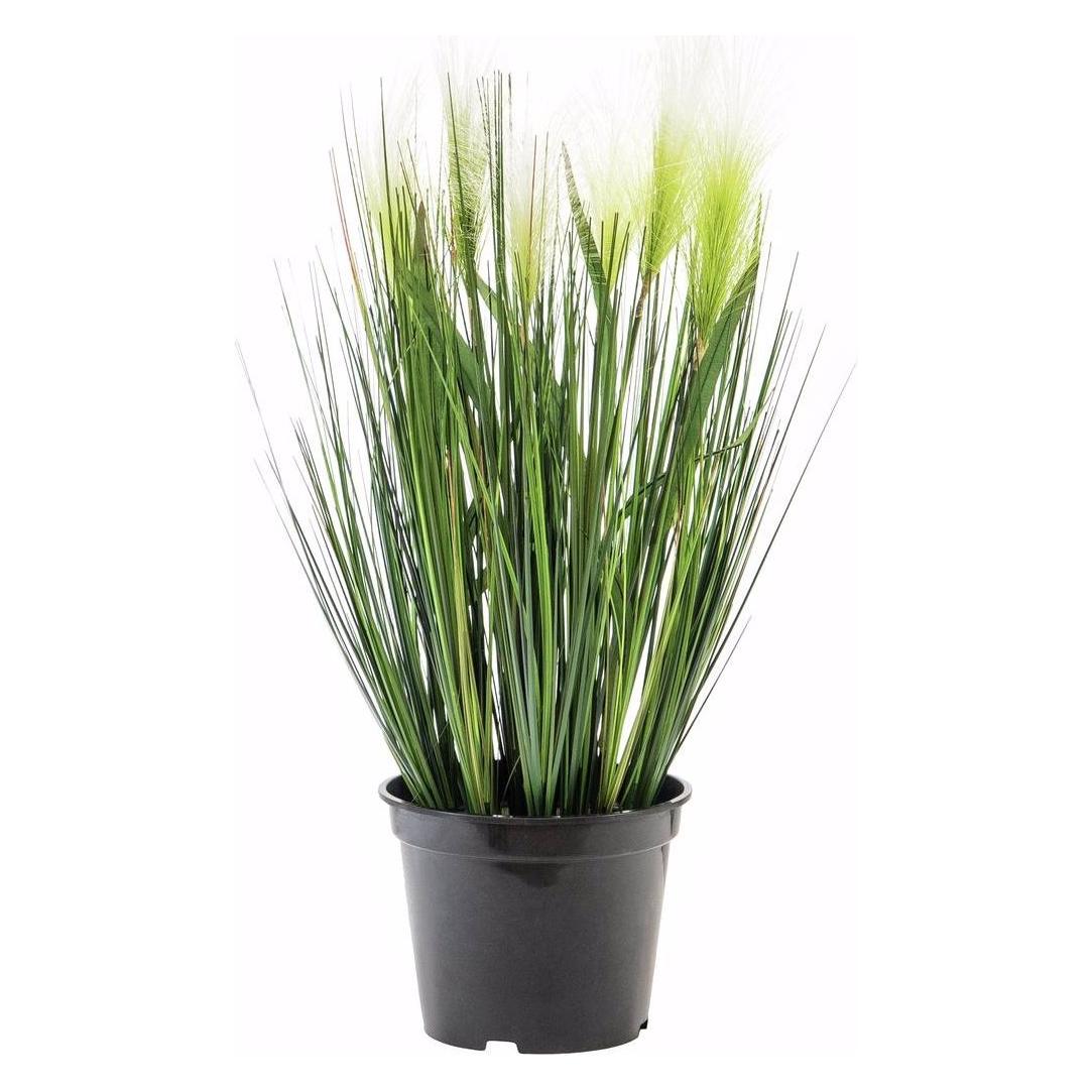 Europalms Federgras (60 cm) (82505864)