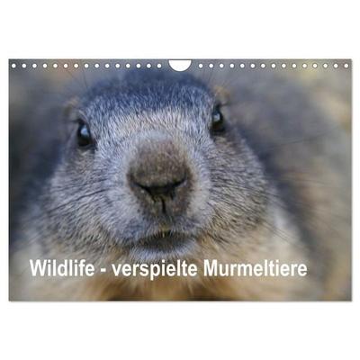 Wildlife - Verspielte Murmeltiere (Wandkalender 2027 DIN A4 quer), CALVENDO Monatskalender