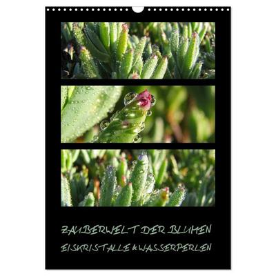 ZAUBERWELT DER BLUMEN - EISKRISTALLE & WASSERPERLEN (Wandkalender 2026 DIN A3 hoch), CALVENDO Monatskalender