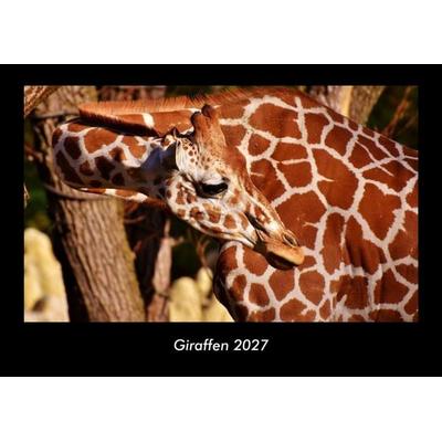 Giraffen 2027 Fotokalender DIN A3