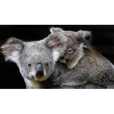 Fototapete PAPERMOON "Koala Mutter und Joey", bunt, B:3,5m L:2,6m, Vlies, Tapeten