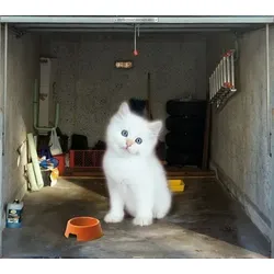 Scheurich Garagentorplane Kitty, für Schwing- und Sektionaltore