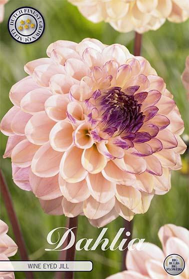 Sam van Schooten Dahlie 'Wine Eyed Jill' (1 stuk)