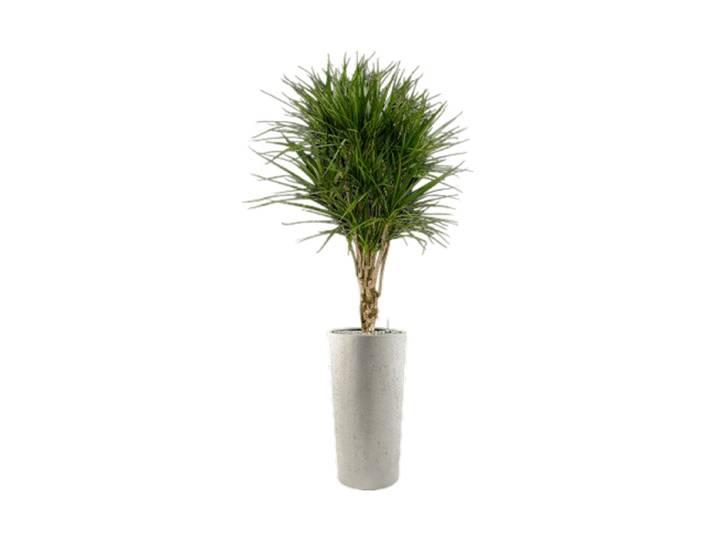 Pflanzen Arrangement „Dracaena marginata in Grigio“, Höhe 185 cm Baq Design
