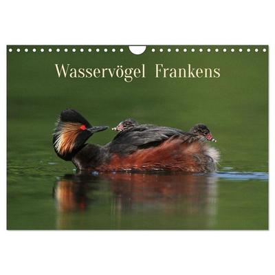 Wasservögel Frankens (Wandkalender 2026 DIN A4 quer), CALVENDO Monatskalender