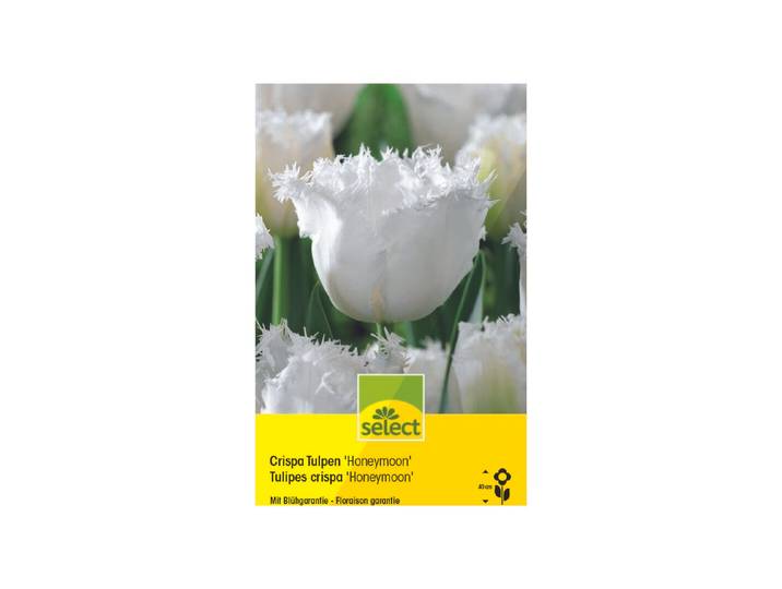 Select Crispa Tulpen Honeymoon
