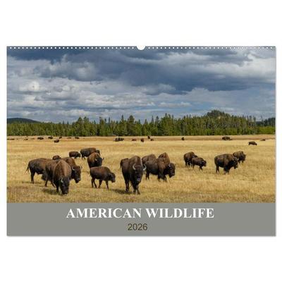 American Wildlife (Wandkalender 2026 DIN A2 quer), CALVENDO Monatskalender