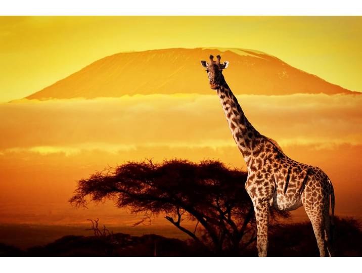 Papermoon Giraffe von Kilimanjaro