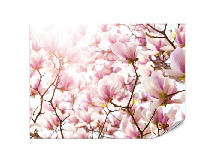 Muralo Fototapete für Schlafzimmer Rosa Magnolienblüten Floral Delikat 400x280, Rosa, Violett, Braun, Papier, Rechteckig, 400x280 cm, Tapeten & Wandverkleidungen, Fototapeten