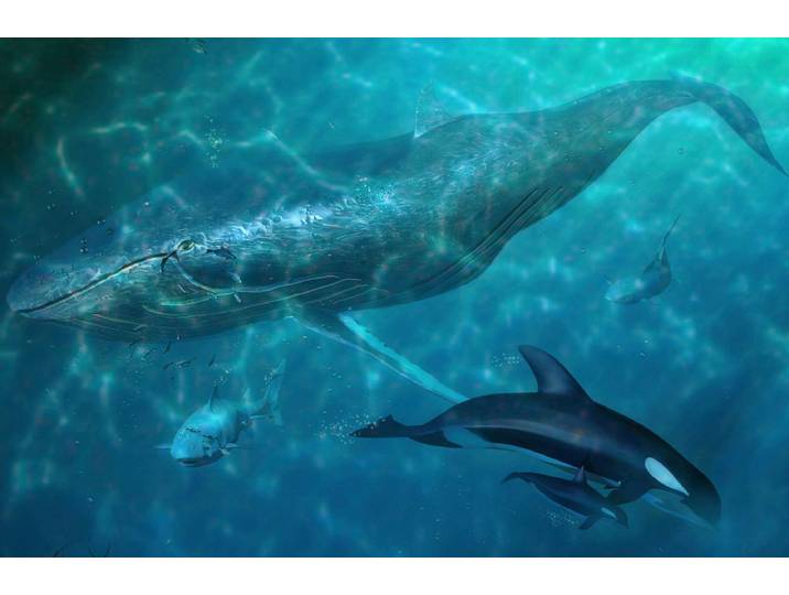 Fototapete PAPERMOON Wal und Orcas , bunt, B:1,5m L:1,11m, Vlies, Tapeten, Fototapete