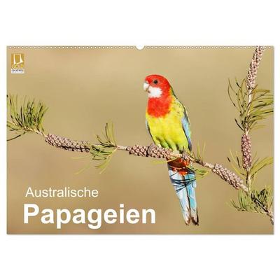 Australische Papageien (Wandkalender 2026 DIN A2 quer), CALVENDO Monatskalender