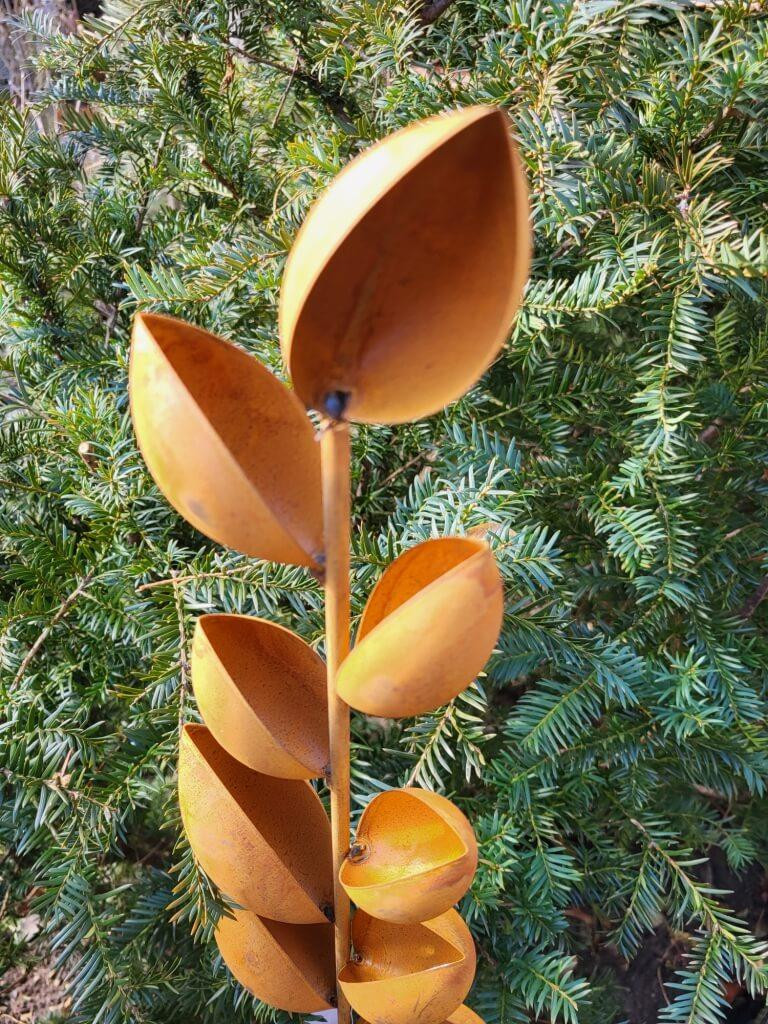 Edelroos Blume Marianne struik voor het planten