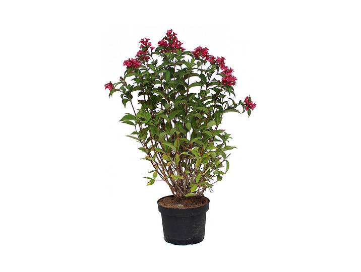 Weigelie - Weigela Bristol Ruby 100-125cm inklusive Topf