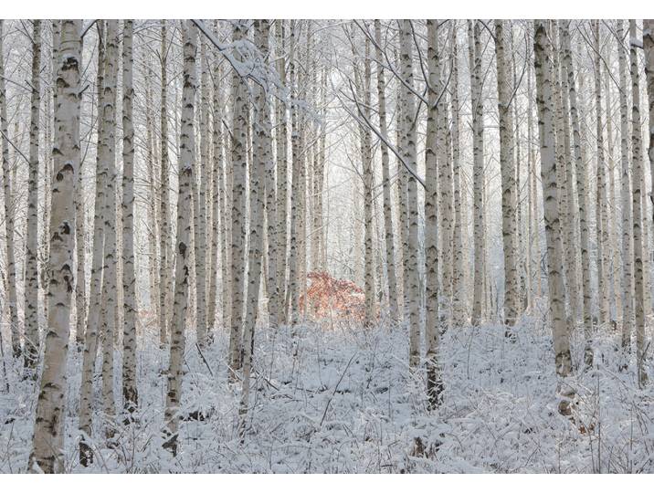 Fototapete PAPERMOON Photo-Art HAN DONG HEE, WEISS , bunt, B:2,5m L:1,86m, Vlies, Tapeten, Fototapete