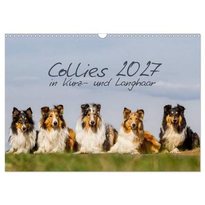 Collies 2027 in Kurz- und Langhaar (Wandkalender 2027 DIN A3 quer), CALVENDO Monatskalender