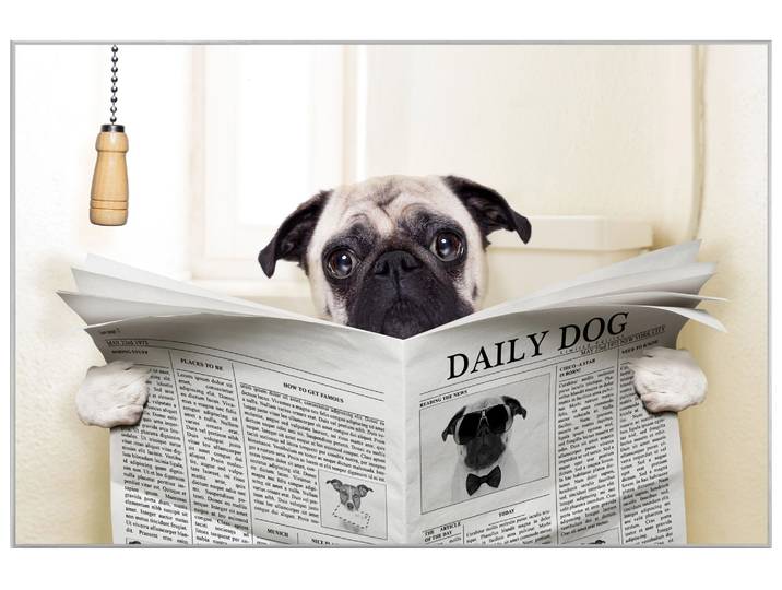 Bild mit Rahmen Mops mit Zeitung image LAND