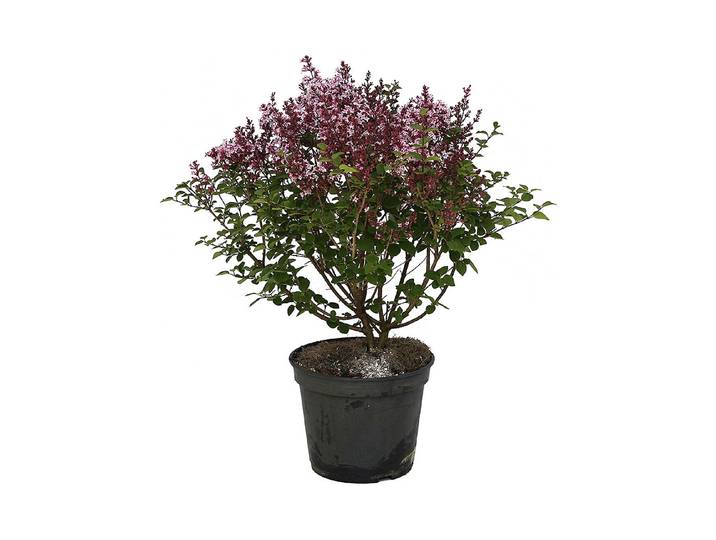 Zwergflieder - Syringa meyeri Palibin 40-50cm inklusive Topf