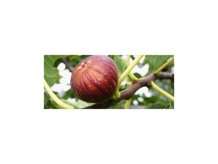 Feige Madeleine des deux saison ' Topf Ø 22 cm'