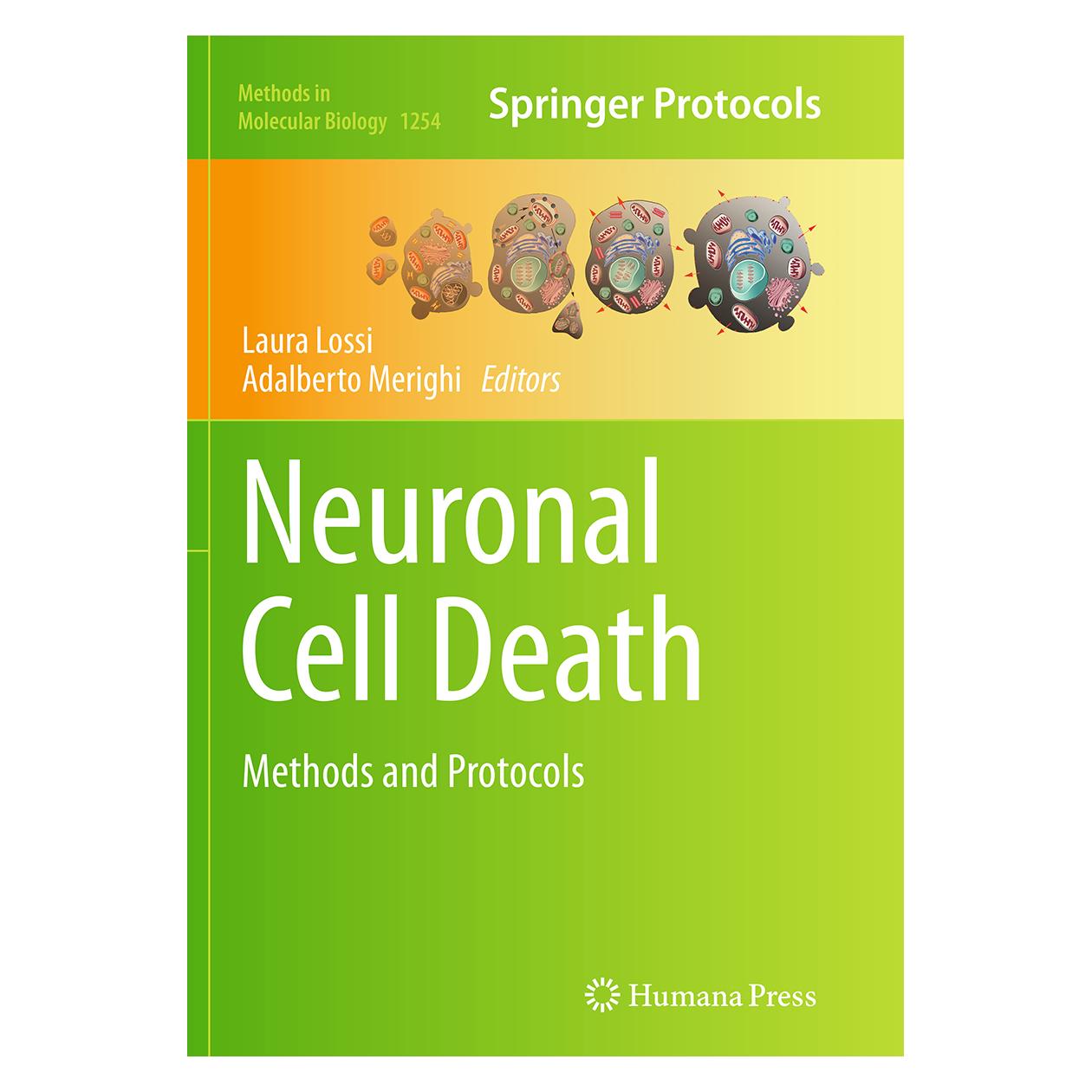 Springer Neuronal Cell Death (Englisch, Softcover, Adalberto Merighi, Laura Lossi) (55834207)