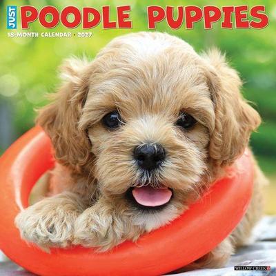 Poodle Puppies 2027 12 X 12 Wall Calendar