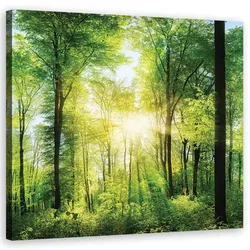 WANDBILD sonnenstrahlen las natura