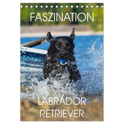 Faszination Labrador Retriever (Tischkalender 2027 DIN A5 hoch), CALVENDO Monatskalender