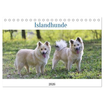 Islandhunde (Tischkalender 2026 DIN A5 quer), CALVENDO Monatskalender