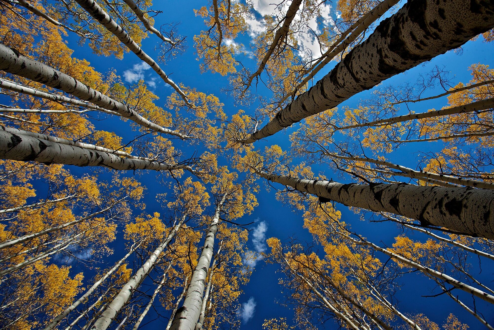 Fototapete PAPERMOON "Photo-Art VERDON, ASPEN'S FALL", bunt, B:3,5m L:2,6m, Vlies, Tapeten, Fototapete bunt B/L: 3,5m x 2,6m, Bahnen: 7 Stk.