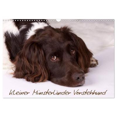Kleiner Münsterländer Vorstehhund (Wandkalender 2027 DIN A3 quer), CALVENDO Monatskalender