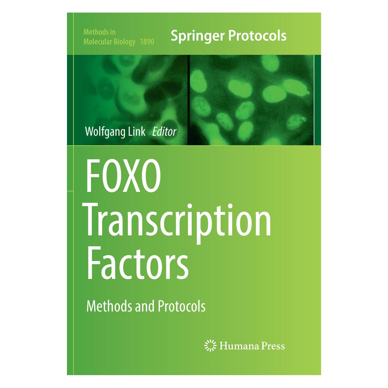Springer FOXO Transcription Factors (Englisch, Softcover, Wolfgang Link) (56114332)