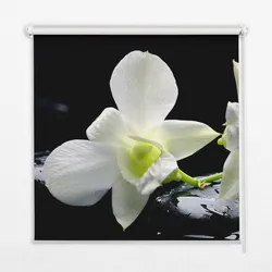 INNENROLLO - Fensterrollo - Rollo - 100x180 cm - Orchideen