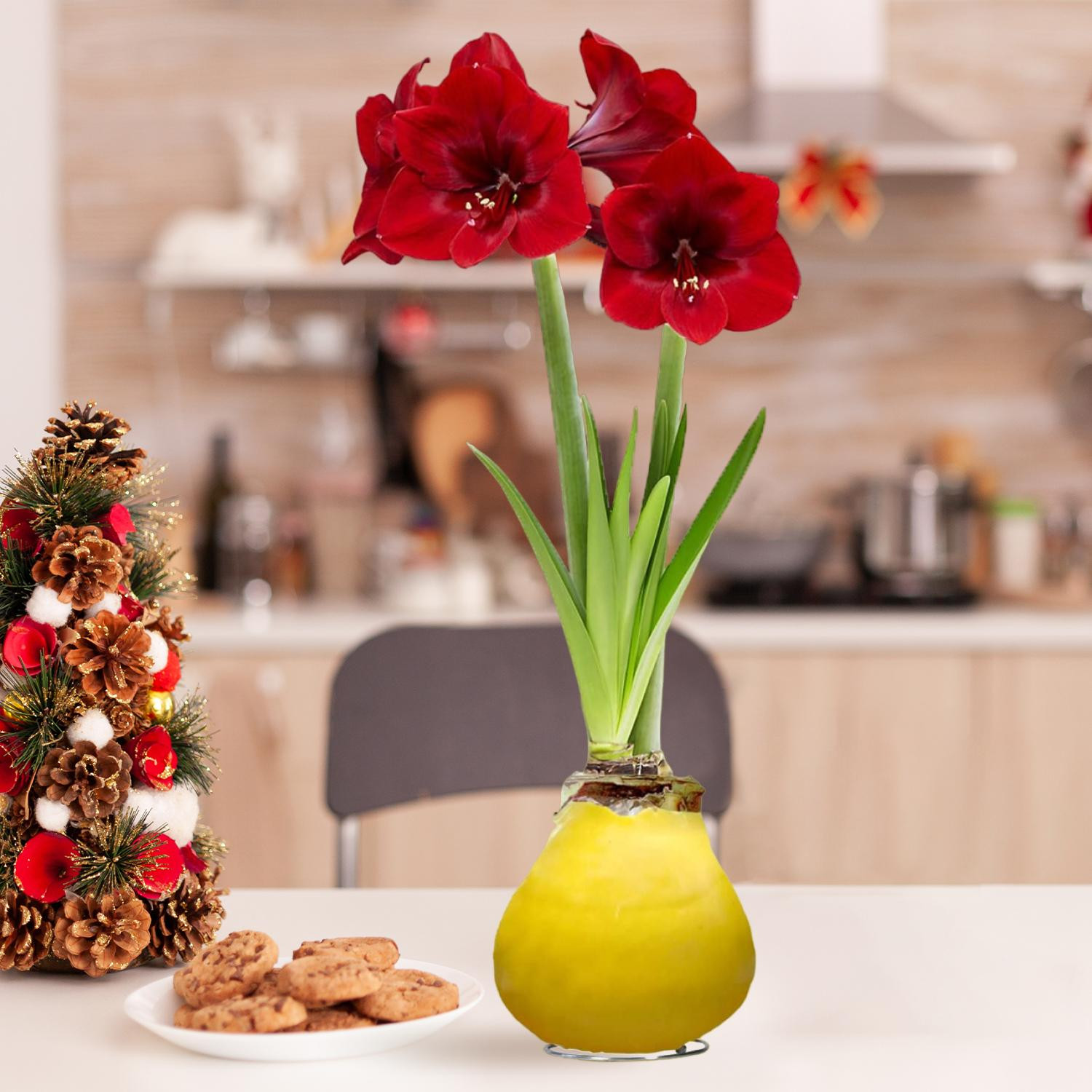 Amaryllis in was, geel - 2 amaryllisbollen - Hippeastrum