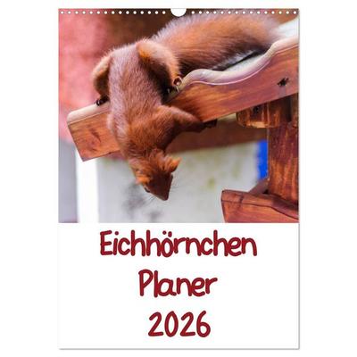 Eichhörnchen Planer 2026 (Wandkalender 2026 DIN A3 hoch), CALVENDO Monatskalender