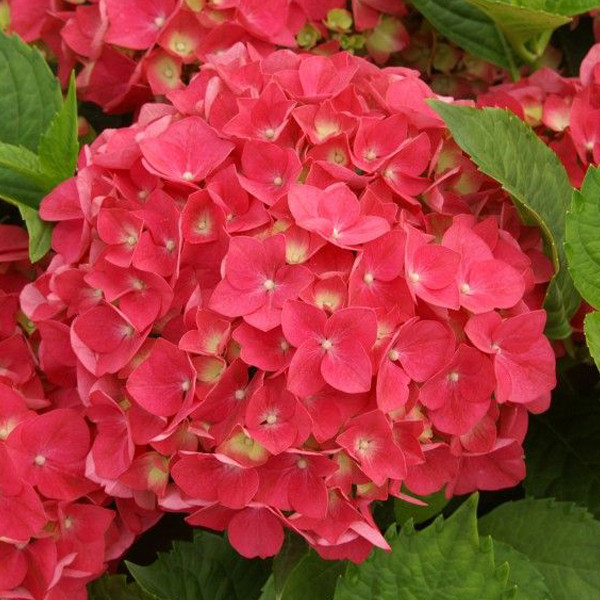 2 x Hortensia Hydrangea macrophylla Leuchtfeuer in pot