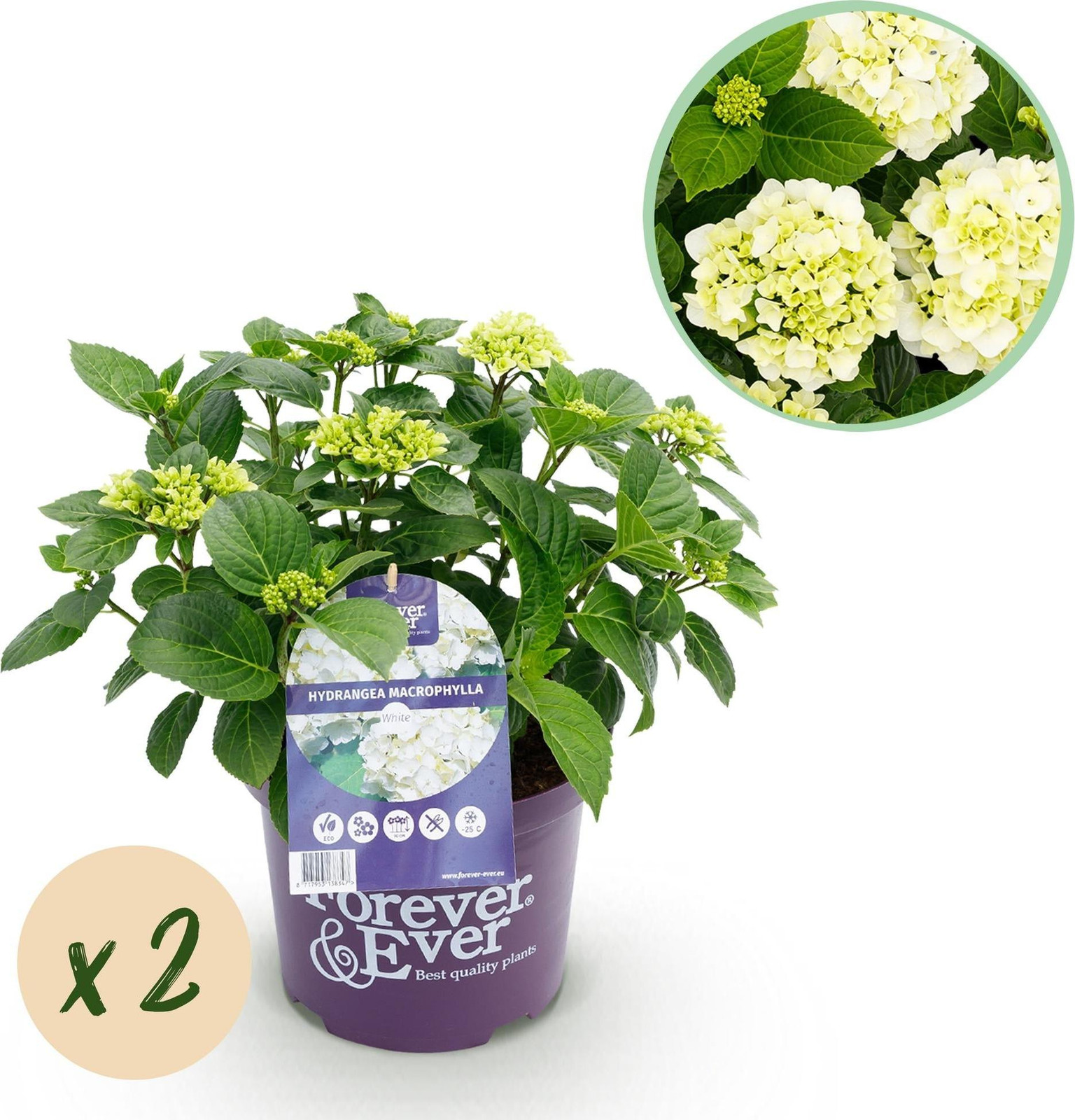 Oasis of Life Hydrangea Forever en Ever wit hortensia winterhard 2 stuks Ø23cm 55cm