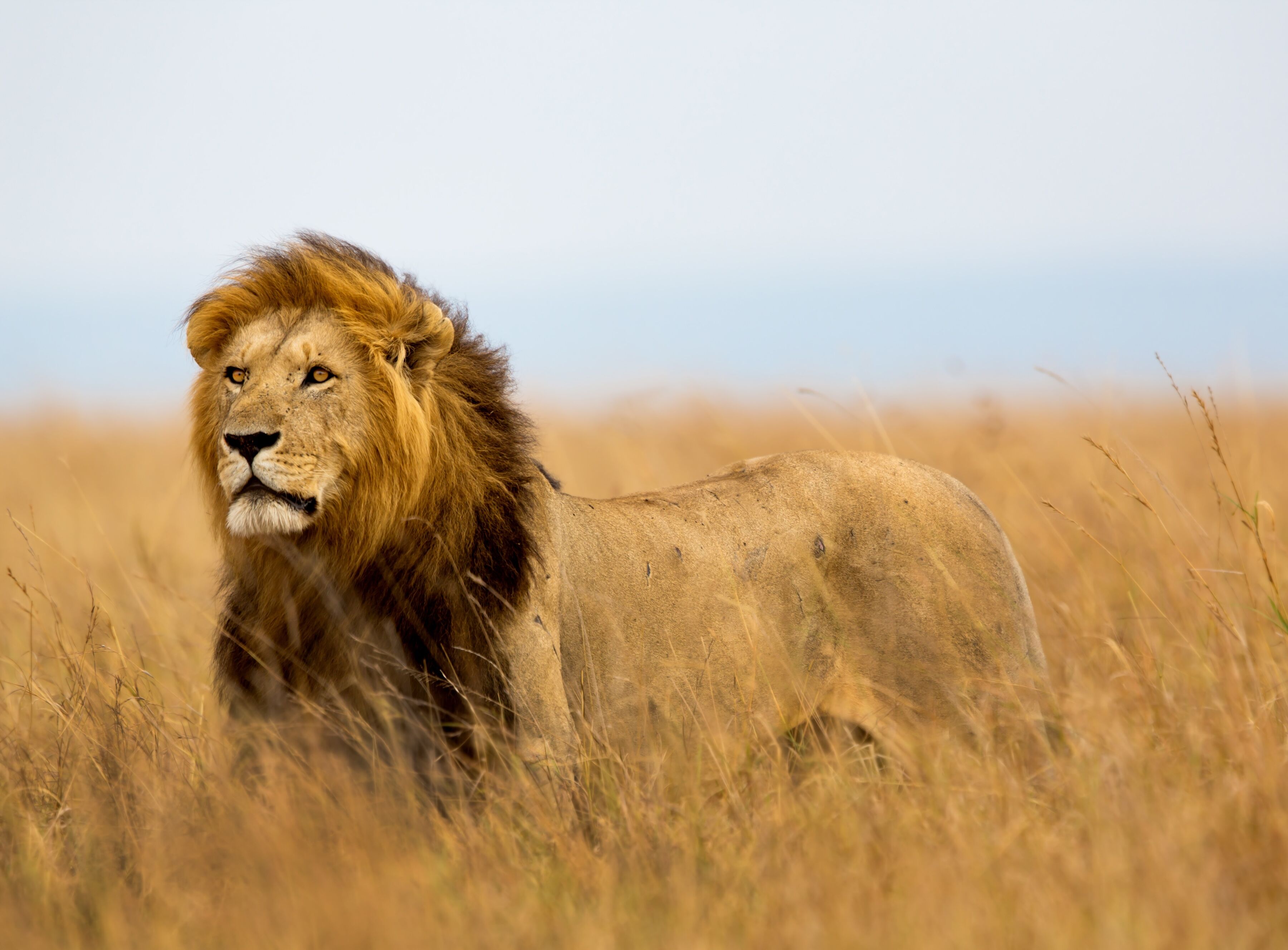 Fototapete PAPERMOON "Lion in Masai Mara Kenya", bunt, B:5m L:2,8m, Vlies, Tapeten, Fototapete