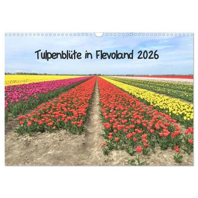 Tulpenblüte in Flevoland 2026 (Wandkalender 2026 DIN A3 quer), CALVENDO Monatskalender