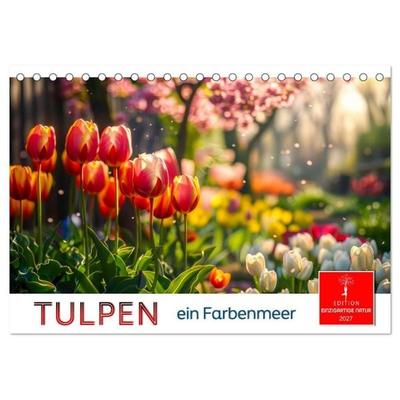 Tulpen - ein Farbenmeer (Tischkalender 2027 DIN A5 quer), CALVENDO Monatskalender