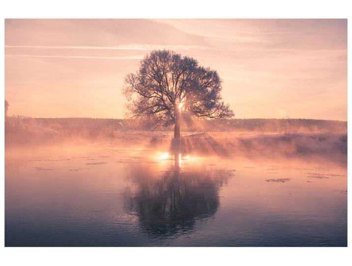 Alubild Baum mit Spiegelung image LAND